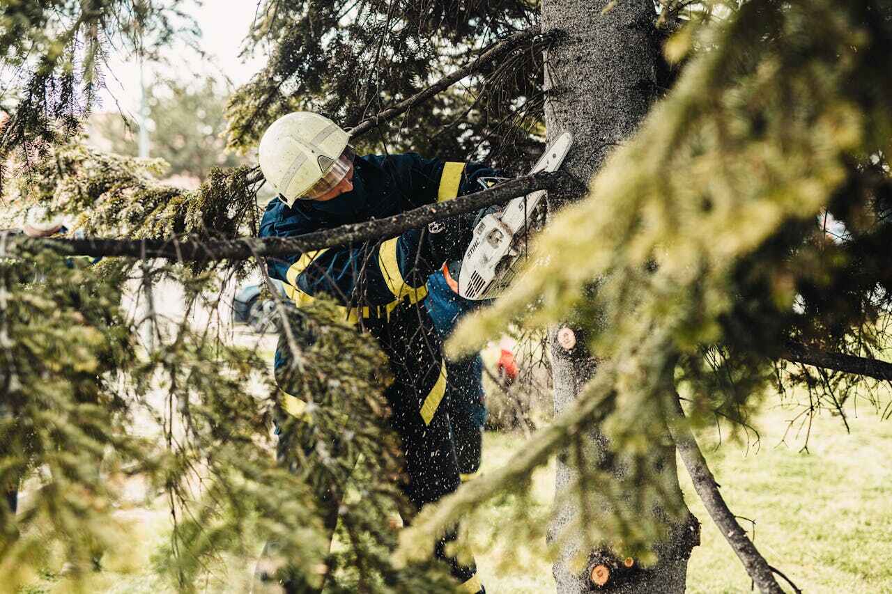 Large Tree Removal in Stafford, TX